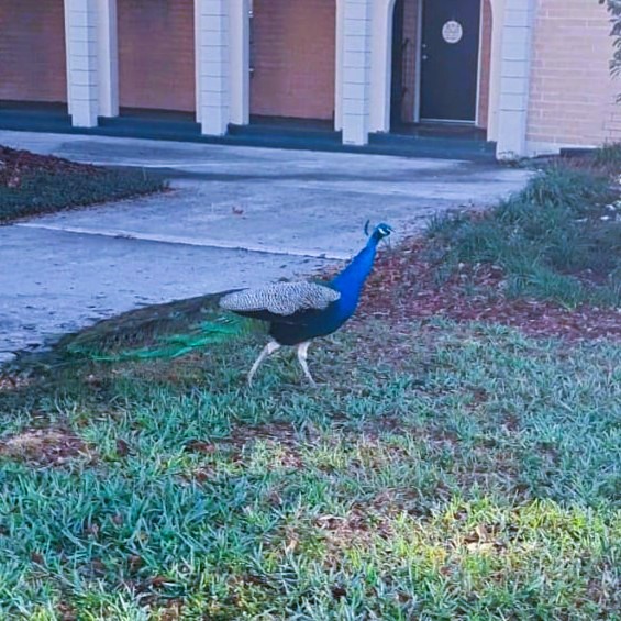 New Years Peacock Walk – Neighborhood Nature