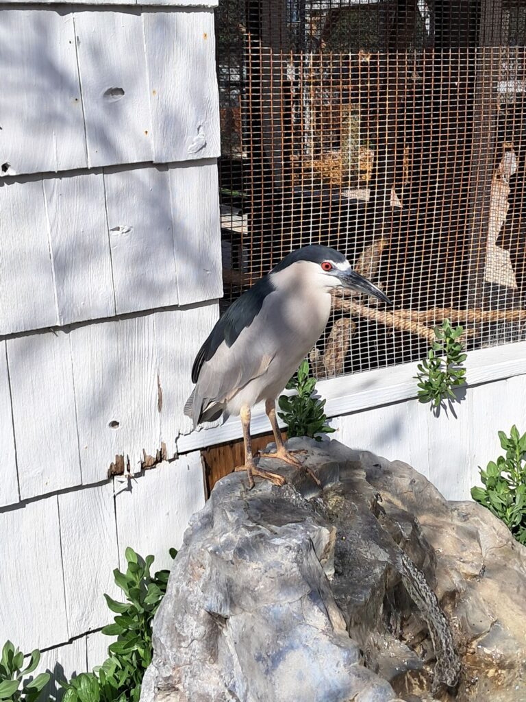 Heron, wild but loving the sanctuary