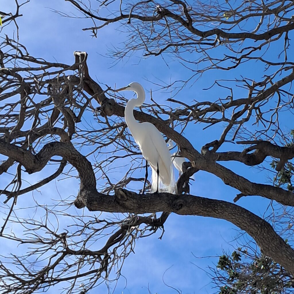 Egrets hanging out in the safe place here