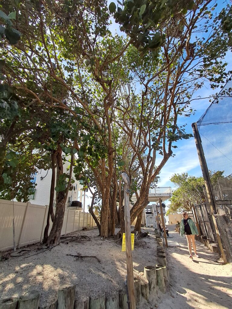 Path leads to the Gulf beach