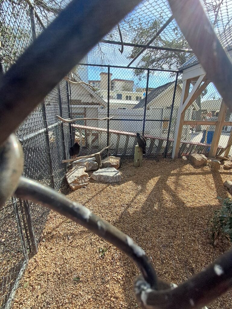 Rescued Turkey Vultures